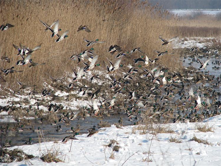 Slika /slike/Vijesti/2022/Park prirode Kopački rit_Hrvoje Domazetović (003).JPG